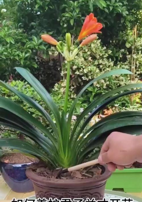 如何在大面积种植条件下养护君子兰？