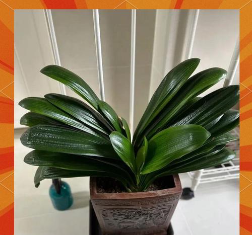 如何在大面积种植条件下养护君子兰？