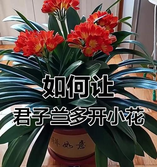 君子兰是否在春天开花？如何促进开花？