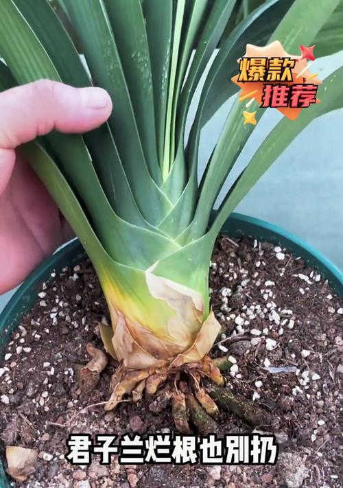 君子兰裸根小苗的发芽时间是多久？