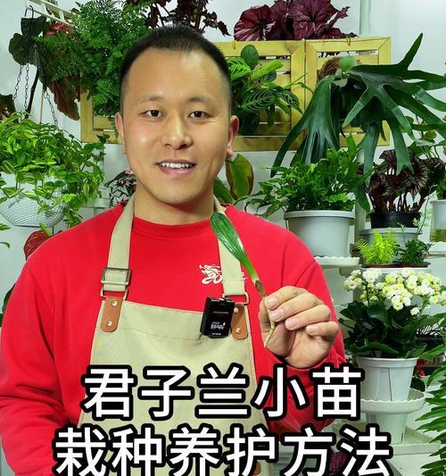 君子兰裸根小苗的发芽时间是多久？