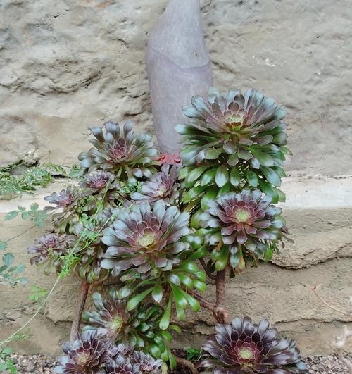 哪种玫瑰花的叶子是窄型的？