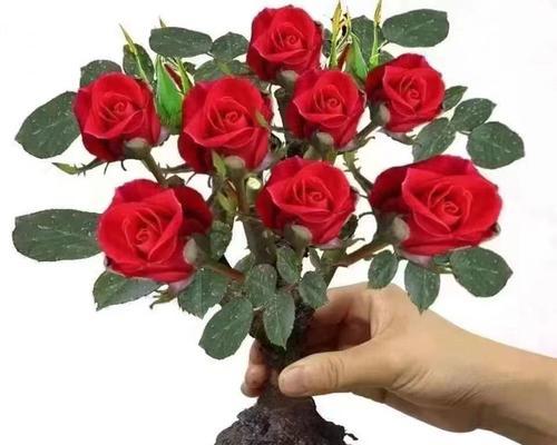 哪种玫瑰花的叶子是窄型的？