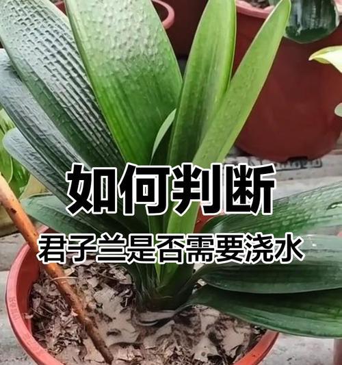 君子兰是否需要频繁浇水？原因是什么？