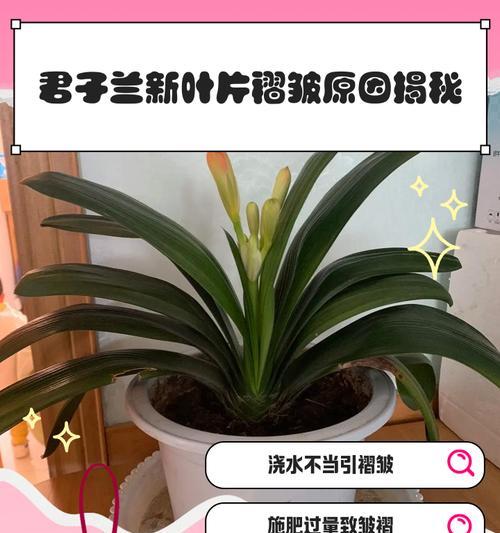 君子兰是否需要频繁浇水？原因是什么？