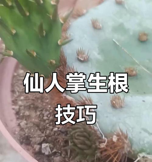 仙人掌树桩的种植方法是什么？