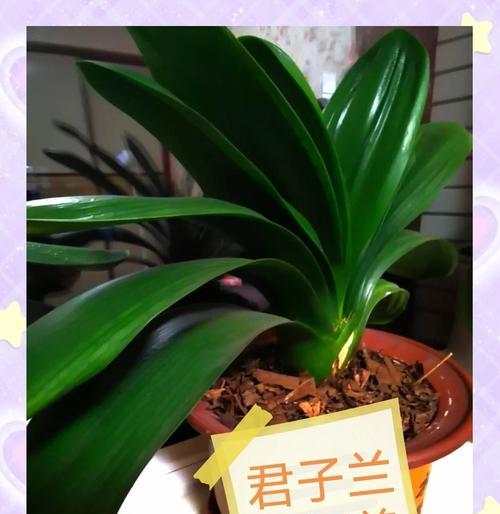 两株君子兰栽在同一盆中需要注意什么？
