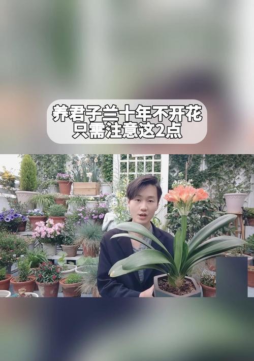 两株君子兰栽在同一盆中需要注意什么？