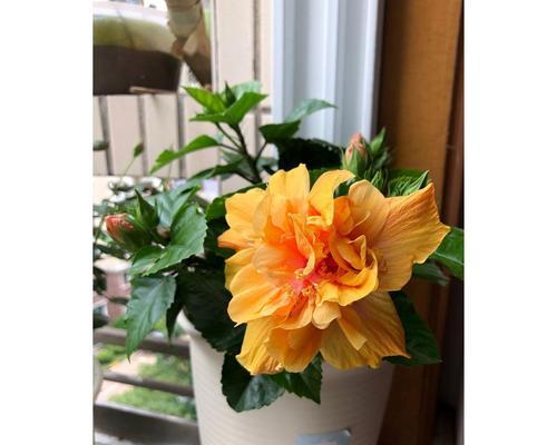 重瓣朱槿花与牡丹花的区别是什么？如何正确养护重瓣朱槿花？