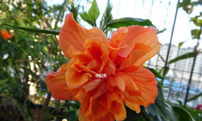 重瓣朱槿花与牡丹花的区别是什么？如何正确养护重瓣朱槿花？