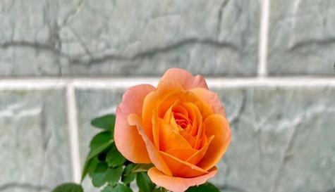 水培玫瑰花的养护技巧有哪些？购买水培玫瑰花需要注意什么？