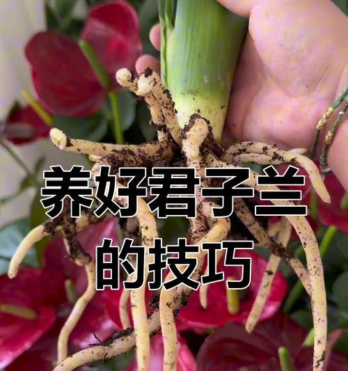 君子兰日常养护需要注意哪些问题？如何判断君子兰的健康状态？