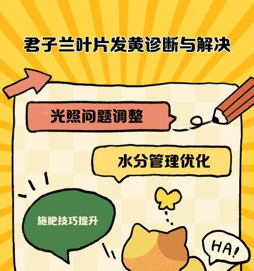 君子兰夏季黄叶烂叶的原因是什么？如何有效预防和处理？