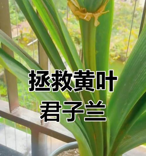 君子兰夏季黄叶烂叶的原因是什么？如何有效预防和处理？