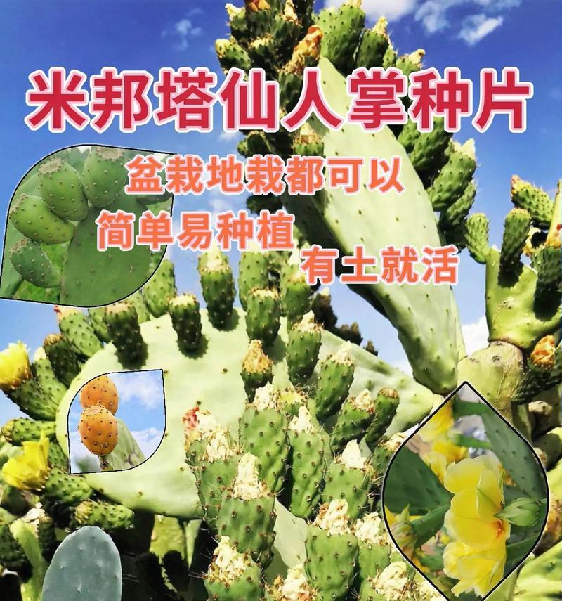 龙骨嫁接仙人掌的养护方法有哪些？如何管理以促进生长？