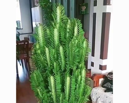 龙骨嫁接仙人掌的养护方法有哪些？如何管理以促进生长？