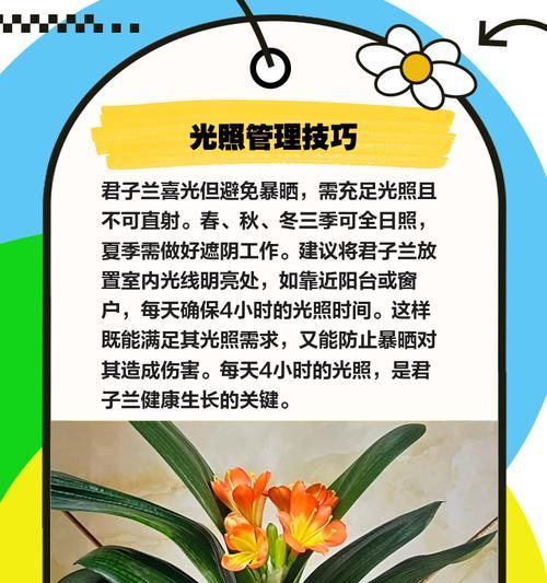 君子兰群生花的养殖技巧是什么？如何促进君子兰群生？