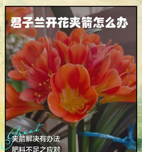 君子兰花期结束后多久能再次开花？如何促进君子兰再次开花？