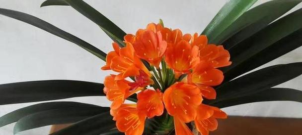 君子兰花期结束后多久能再次开花？如何促进君子兰再次开花？
