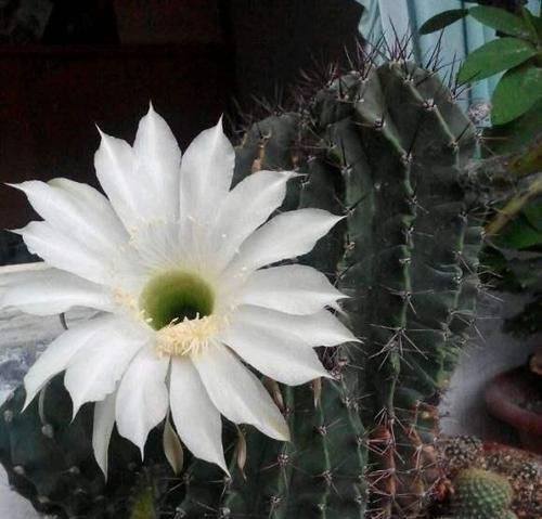 仙人球白色花苞的品种有哪些？如何区分不同品种的仙人球？