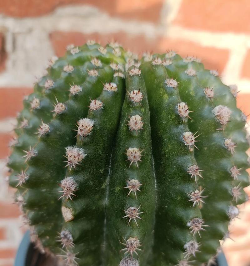 仙人球白色花苞的品种有哪些？如何区分不同品种的仙人球？