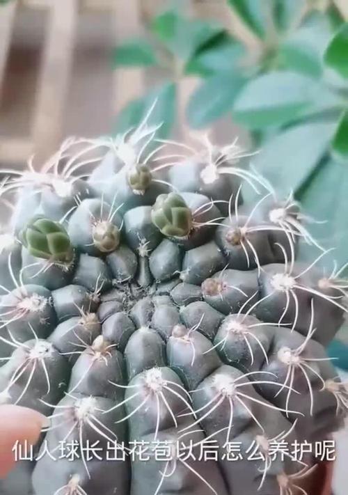 仙人球白色花苞的品种有哪些？如何区分不同品种的仙人球？