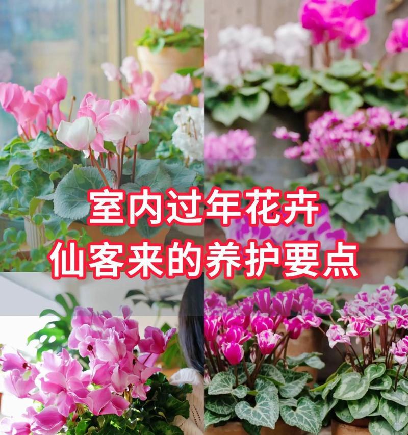 仙人掌木槿花的养殖方法是什么？需要注意哪些养护要点？