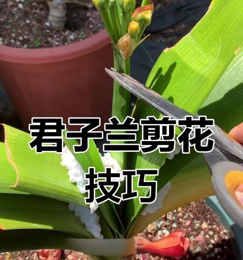 君子兰施肥后叶子变黑的原因是什么？如何正确施肥避免问题？