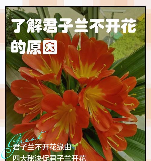 君子兰长得很大但不开花的原因是什么？如何解决？
