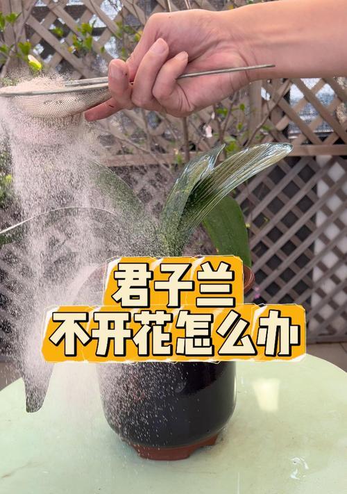 君子兰长得很大但不开花的原因是什么？如何解决？