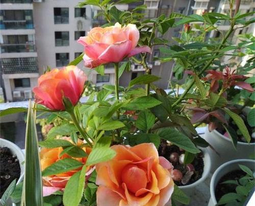 带花蕾的玫瑰花如何养护以延长花期？需要注意哪些事项？