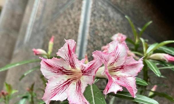 带花蕾的玫瑰花如何养护以延长花期？需要注意哪些事项？