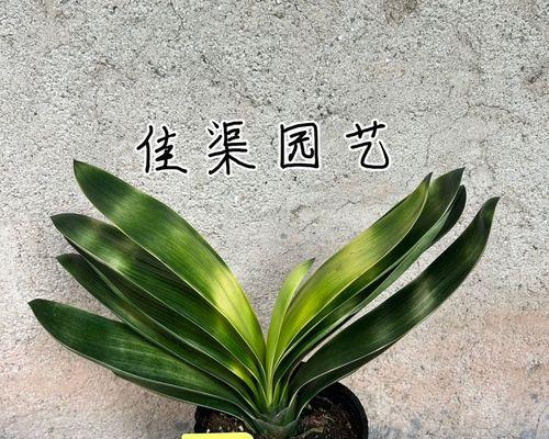 精品佛光君子兰品种是什么？如何鉴别？