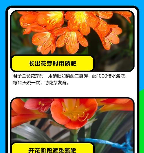 君子兰不开花怎么办？有哪些解决方法？