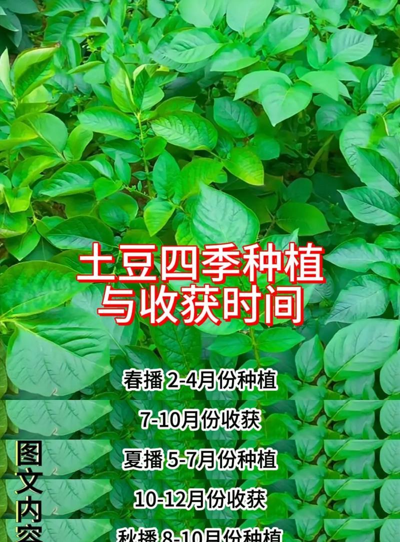 玫瑰花栽土豆的种植步骤是什么？