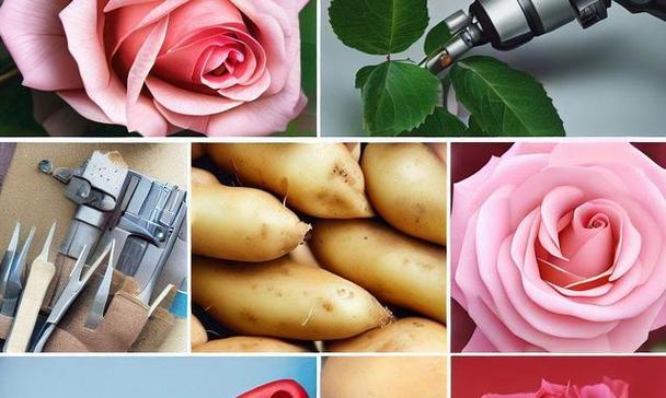 玫瑰花栽土豆的种植步骤是什么？