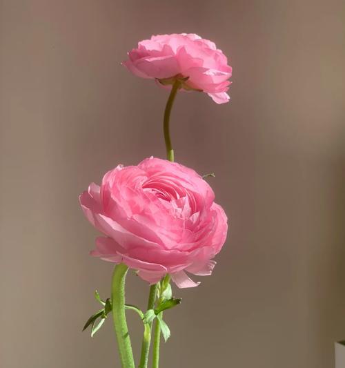 长花苞的玫瑰花品种名称是什么？
