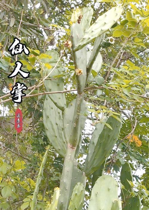 仙人掌种植发黄的原因是什么？