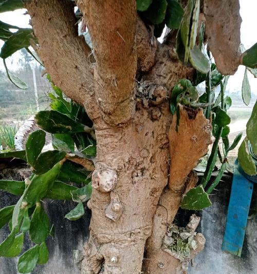 仙人掌种植发黄的原因是什么？