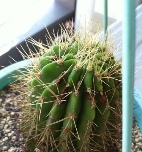 仙人掌种植发黄的原因是什么？