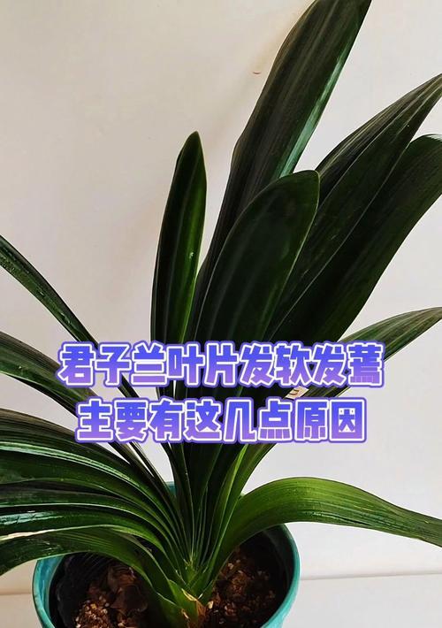 君子兰蔫掉不开花的原因是什么？