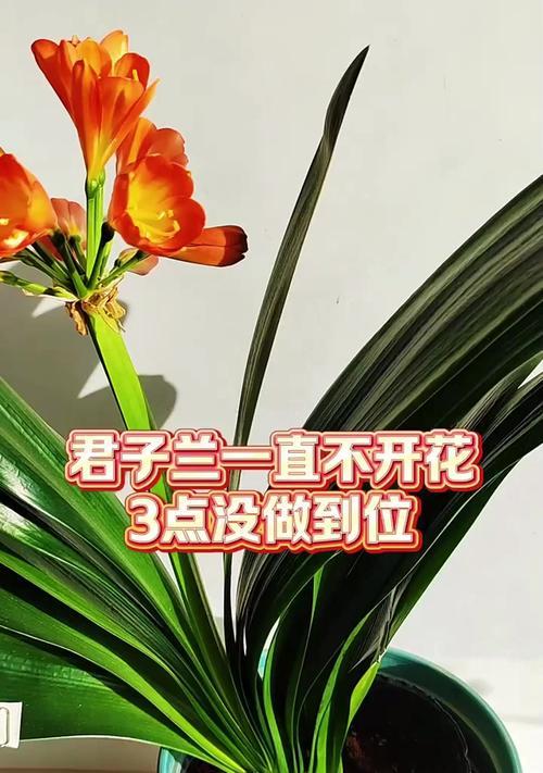 君子兰蔫掉不开花的原因是什么？