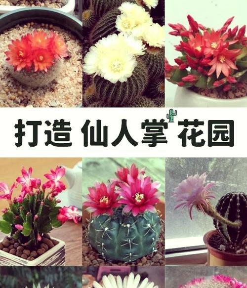仙人掌玉翁耐寒吗？正确的养护方式是什么？