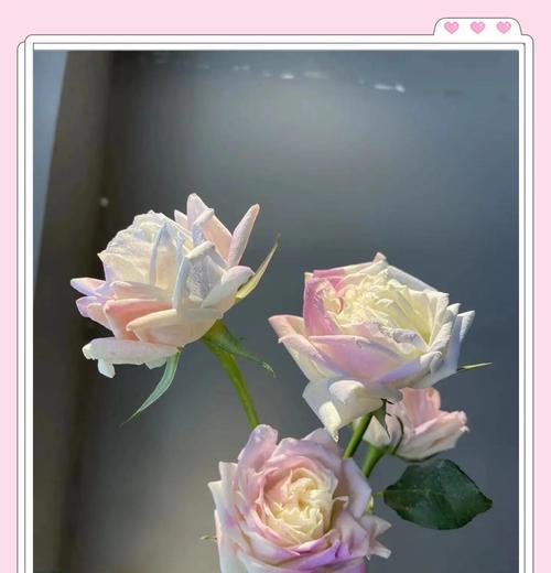 玫瑰花提前5天养护需要注意什么？