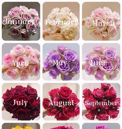 玫瑰花提前5天养护需要注意什么？
