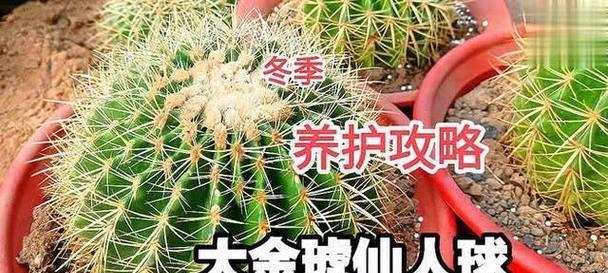 新栽金虎仙人球的养护步骤是什么？