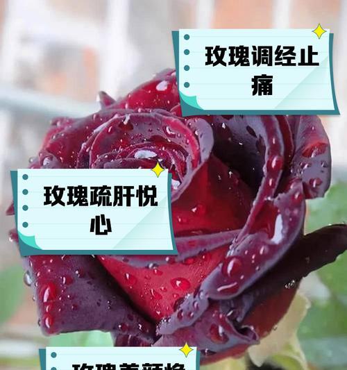 玫瑰花的长期养护方法是什么？