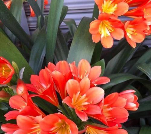 红色君子兰开花后如何命名？