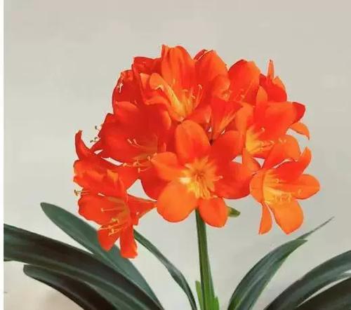 红色君子兰开花后如何命名？