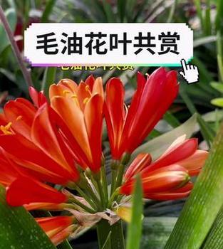 红色君子兰开花后如何命名？